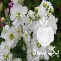 فروش گل شبو سبزه و   در اصفهان در گروه خرید فروش عمده گیاهان زینتی - گرمسیری آپارتمانی باغچه آب در یکمیوه
