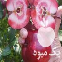 فروش نهال لیبل دار و ضمانتی در کرمانشاه در گروه خرید فروش نهال - انواع گردو پسته بادام سلطانی انگور در یکمیوه