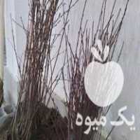 فروش نهال سیاه ریشه عمده در سورک در گروه خرید فروش نهال - انواع گردو پسته بادام سلطانی انگور در یکمیوه