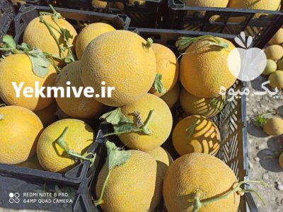 فروش ملون بصورت تناژی در اقلید در گروه خرید فروش عمده ملون - صادراتی صیفی تازه فروش عمده در یکمیوه -عکس2