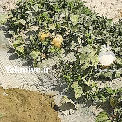 فروش ملون بصورت تناژی در اقلید در گروه خرید فروش عمده ملون - صادراتی صیفی تازه فروش عمده در یکمیوه