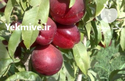 فروش نهال سیاه ریشه و مرکبات در سورک در گروه خرید فروش عمده پرتقال - پرتقال رسمی تامسون خونی جنوب در یکمیوه -عکس1