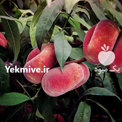 فروش نهال سیاه ریشه و مرکبات در سورک در گروه خرید فروش عمده پرتقال - پرتقال رسمی تامسون خونی جنوب در یکمیوه