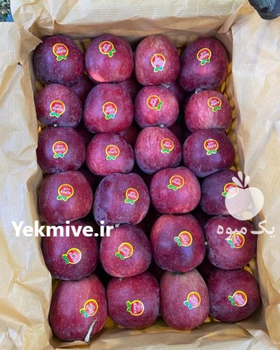 فروش نهال سیاه ریشه و مرکبات در سورک در گروه خرید فروش عمده پرتقال - پرتقال رسمی تامسون خونی جنوب در یکمیوه -عکس3