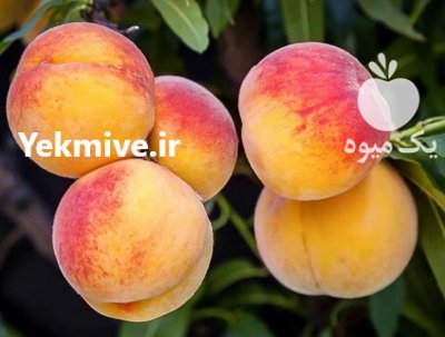 فروش نهال سیاه ریشه و مرکبات در سورک در گروه خرید فروش عمده پرتقال - پرتقال رسمی تامسون خونی جنوب در یکمیوه -عکس4