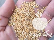 فروش خوراک پرنده قناری مرغ عشق طوطی ارزن خارجی در قائم شهر در گروه انواع پرنده - زینتی عروس هما مینا طوطی مرغ عشق در یکمیوه -عکس1