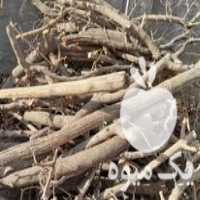 فروش چوب درخت توت در مشهد در گروه خرید فروش عمده چوب- زغال چوب گردو تبریزی خام در یکمیوه