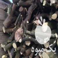فروش چوب پرتقال نارنج در اصفهان در گروه خرید فروش عمده چوب- زغال چوب گردو تبریزی خام در یکمیوه