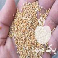 فروش خوراک پرنده قناری مرغ عشق طوطی ارزن خارجی در قائم شهر در گروه انواع پرنده - زینتی عروس هما مینا طوطی مرغ عشق در یکمیوه