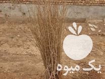 فروش نهال انار اصلاح شده نادری بادرود در تهران در گروه خرید فروش نهال - انواع گردو پسته بادام سلطانی انگور در یکمیوه -عکس1