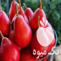 فروش نهال سرای رویال در سنندج در گروه خرید فروش عمده خرمالو - خرمالو رسیده نارس برگ عمده در یکمیوه