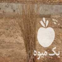 فروش نهال انار اصلاح شده نادری بادرود در تهران در گروه خرید فروش نهال - انواع گردو پسته بادام سلطانی انگور در یکمیوه