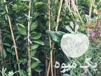 فروش نهال نارنگی ژاپنی درجه یک در ساری در گروه خرید فروش نهال - انواع گردو پسته بادام سلطانی انگور در یکمیوه -عکس1