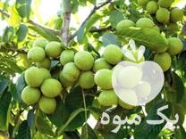 فروش نهال گردو و دیگر نهالهای میوه در شیراز در گروه خرید فروش نهال - انواع گردو پسته بادام سلطانی انگور در یکمیوه -عکس1