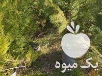 فروش نهال سرو نقره تبری زیتون تلخ پالونیا در گرگان در گروه خرید فروش نهال - انواع گردو پسته بادام سلطانی انگور در یکمیوه -عکس1