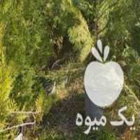 فروش نهال سرو نقره تبری زیتون تلخ پالونیا در گرگان در گروه خرید فروش نهال - انواع گردو پسته بادام سلطانی انگور در یکمیوه