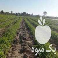 فروش هندوانه میکادو در تهران در گروه خرید فروش عمده هندوانه - صادراتی گرد بیضی زرد قرمز در یکمیوه