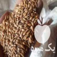 خرید و فروش انواع نهاده های دامی در ایلام در گروه انواع روغن - آفتابگردان کنجد سویا در یکمیوه