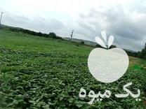 فروش انواع سبزیجات تازه و اسفناج کیلویی فله و دسته ای در ساری در گروه خرید فروش عمده سبزیجات - تازه شوید مرزه نعنا گشنیز جعفری در یکمیوه -عکس1