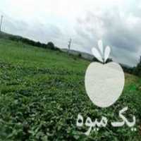 فروش انواع سبزیجات تازه و اسفناج کیلویی فله و دسته ای در ساری در گروه خرید فروش عمده سبزیجات - تازه شوید مرزه نعنا گشنیز جعفری در یکمیوه