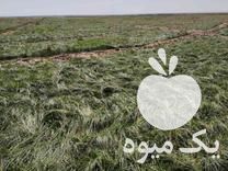 فروش پیاز زعفران مرغوب ،  در تربت جام در گروه خرید فروش عمده زعفران - قائنات قیمت خراسان بهرامن گرم در یکمیوه -عکس1