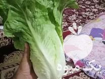 فروش کاهو سفید روغنی یک دست در مینودشت در گروه خرید فروش عمده کاهو - رسمی پیچ سالادی فرانسوی چینی قرمز در یکمیوه -عکس1