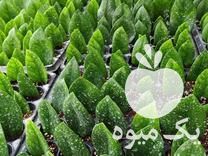 فروش زامفولیا سبز در تخت در گروه خرید فروش عمده قارچ - دکمه ای خوراکی دارویی پرورشی کوهی در یکمیوه -عکس1