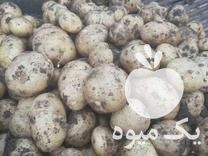 فروش سیب زمینی سانتا بامبا 98 و97‌ در کرمانشاه در گروه خرید فروش عمده سیب زمینی - زودرس دیررس آگریا اسپریت اردبیل همدان در یکمیوه -عکس1