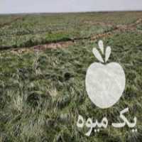 فروش پیاز زعفران مرغوب ،  در تربت جام در گروه خرید فروش عمده زعفران - قائنات قیمت خراسان بهرامن گرم در یکمیوه