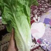 فروش کاهو سفید روغنی یک دست در مینودشت در گروه خرید فروش عمده کاهو - رسمی پیچ سالادی فرانسوی چینی قرمز در یکمیوه