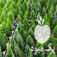 فروش زامفولیا سبز در تخت در گروه خرید فروش عمده قارچ - دکمه ای خوراکی دارویی پرورشی کوهی در یکمیوه