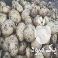 فروش سیب زمینی سانتا بامبا 98 و97‌ در کرمانشاه در گروه خرید فروش عمده سیب زمینی - زودرس دیررس آگریا اسپریت اردبیل همدان در یکمیوه