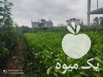 فروش عمده نهال مرکبات در مازندران در گروه خرید فروش نهال - انواع گردو پسته بادام سلطانی انگور در یکمیوه -عکس1