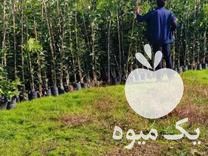 فروش نهال  نهالستان مرکبات در مازندران در گروه خرید فروش نهال - انواع گردو پسته بادام سلطانی انگور در یکمیوه -عکس1