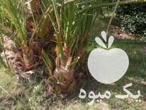 فروش انواع پاجوش نخل خرما تضمینی در داراب در گروه خرید فروش عمده خرما - کبکاب تازه زاهدی خشک خارک در یکمیوه -عکس1