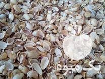 فروش پوست پسته بادام زردآلو گردو در رفسنجان در گروه بادام - درختی کوهی زمینی فروش عمده در یکمیوه -عکس1