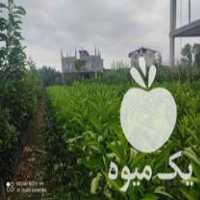فروش عمده نهال مرکبات در مازندران در گروه خرید فروش نهال - انواع گردو پسته بادام سلطانی انگور در یکمیوه