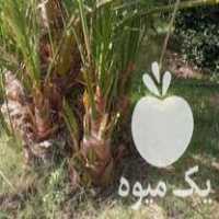 فروش انواع پاجوش نخل خرما تضمینی در داراب در گروه خرید فروش عمده خرما - کبکاب تازه زاهدی خشک خارک در یکمیوه