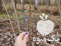 فروش نهال صنوبر اصلاح شده در آستانه اشرفیه در گروه خرید فروش نهال - انواع گردو پسته بادام سلطانی انگور در یکمیوه -عکس1