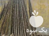 فروش نهال اصلاح شده سریع الرشد پالونیا در آستانه اشرفیه در گروه خرید فروش نهال - انواع گردو پسته بادام سلطانی انگور در یکمیوه -عکس1