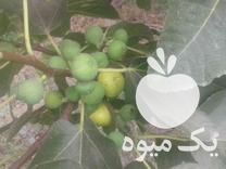 فروش نهال انجیر در گلوگاه در گروه خرید فروش نهال - انواع گردو پسته بادام سلطانی انگور در یکمیوه -عکس1
