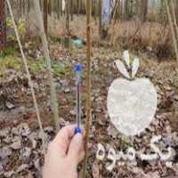 فروش نهال صنوبر اصلاح شده در آستانه اشرفیه در گروه خرید فروش نهال - انواع گردو پسته بادام سلطانی انگور در یکمیوه