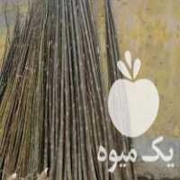 فروش نهال اصلاح شده سریع الرشد پالونیا در آستانه اشرفیه در گروه خرید فروش نهال - انواع گردو پسته بادام سلطانی انگور در یکمیوه