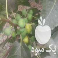 فروش نهال انجیر در گلوگاه در گروه خرید فروش نهال - انواع گردو پسته بادام سلطانی انگور در یکمیوه