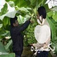 فروش نهال موز پایه کوتاه کاوندیش در آمل در گروه خرید فروش نهال - انواع گردو پسته بادام سلطانی انگور در یکمیوه