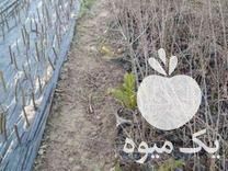 فروش نهال بی هسته اناروپوست سیاه وقرمز در گلوگاه در گروه خرید فروش نهال - انواع گردو پسته بادام سلطانی انگور در یکمیوه -عکس1