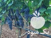 فروش انواع نهال میوه در شیراز در گروه خرید فروش نهال - انواع گردو پسته بادام سلطانی انگور در یکمیوه -عکس1