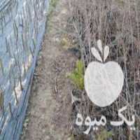 فروش نهال بی هسته اناروپوست سیاه وقرمز در گلوگاه در گروه خرید فروش نهال - انواع گردو پسته بادام سلطانی انگور در یکمیوه