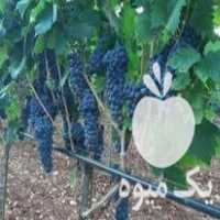 فروش انواع نهال میوه در شیراز در گروه خرید فروش نهال - انواع گردو پسته بادام سلطانی انگور در یکمیوه