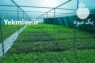 شید سایبان گلخانه و اماکن در بابل  در گروه خرید فروش انواع پوشش ها و ورق ها - پلی استر پلی کربنات نایلون در یکمیوه